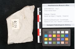 Foto (Objekt + Etikett) von Chara meriani Braun (NHMW-GEO-2024-0188-6724)